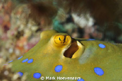 Blue-spotted Stingray. Rainbow Passage - Fiji. Nikon D90 ... by Mark Hoevenaars 